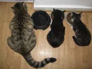 karma dla kotów